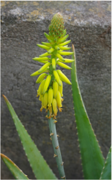 Picture of an aloe plant that is tall enough in its pot to come up to at least mid-thigh, with leaves as large a child's arm. And one stalk of bright yellow flowers. 