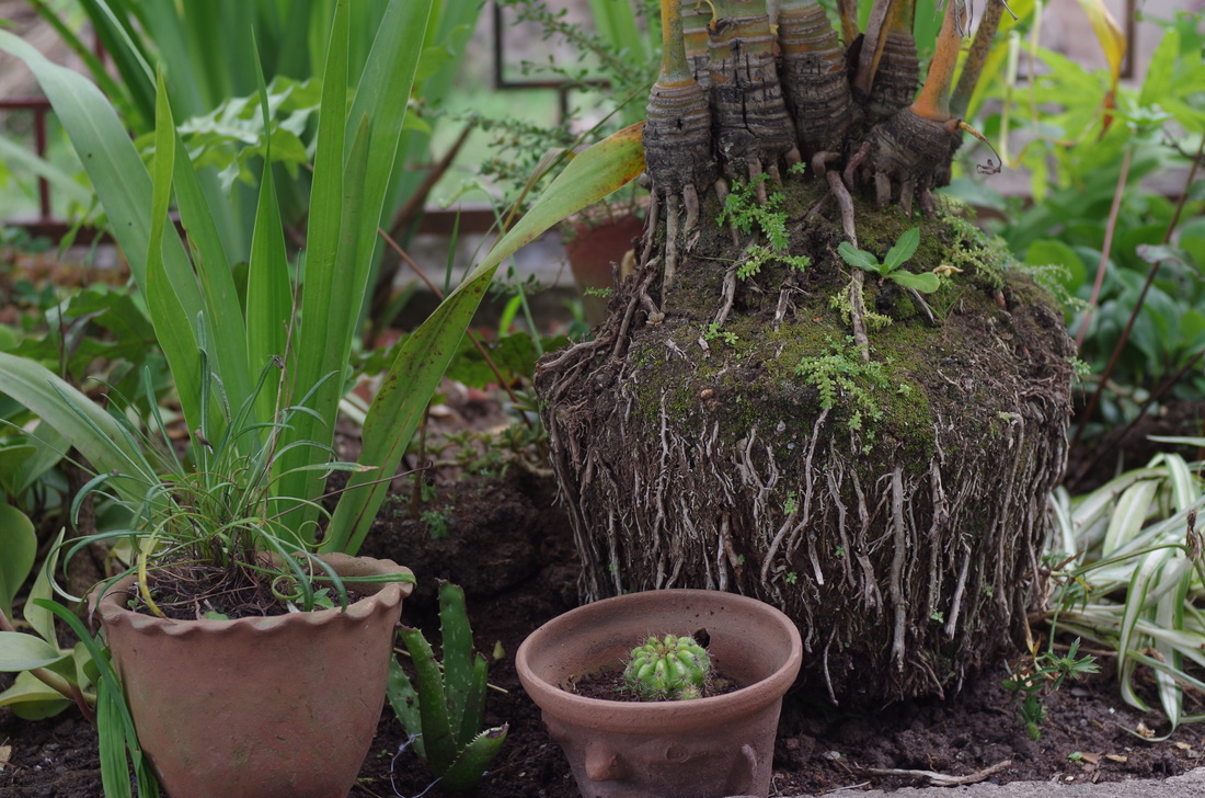 picture from the garden, two small potted plants and one that was potted, but they took it out of the pot, yet it kept its form in a ball of exposed roots with moss growing on them.