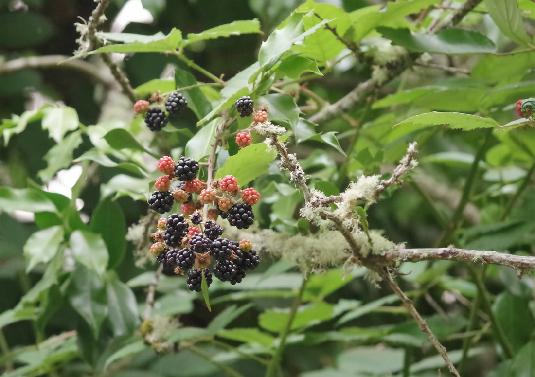 Picture of a bunch of blackberries, the vine hanging over a tree in the front yard.